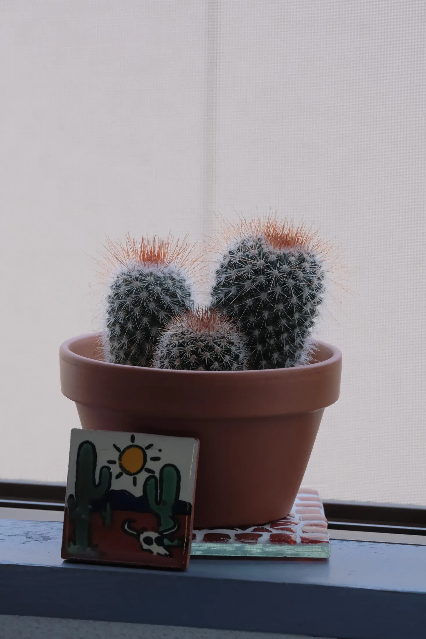 DSCF3144